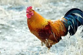 为何说鸡是蜈蚣的克星，它有啥武器？看鸡打蜈蚣的现场你就知道图片