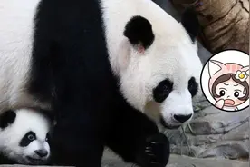 杀死大熊猫，他们是认真的图片