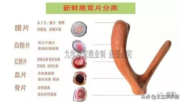 血茸和鹿茸的区别 2026年血茸和鹿茸的区别功效有什么不一样!颐生鹿业