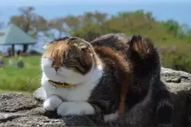 主人陪猫爬山减肥，坚持了好几年，可小猫不仅没瘦，还越来越胖图片