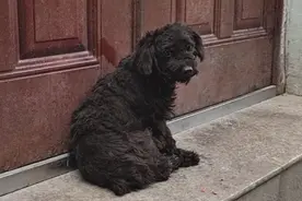 江苏：狗狗被人从车上扔下，在服务区流浪多年，狗狗：我想有个家图片