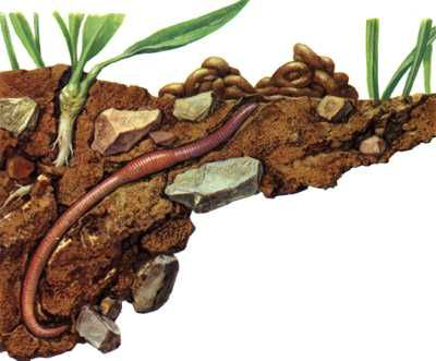 宝宝学画画教程：地下小动物