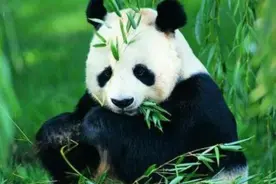 大熊猫在古代没有吗？怎么没见史书记载？原来早在诗经中就有记载图片