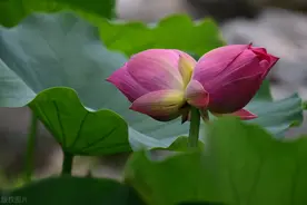爱吃妻子包的大萝卜馅饺子图片