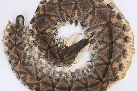 “棋盘蛇”五步取人性命，永州“异蛇”的原型？硬核科普图片