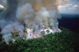 最新研究：亚马逊雨林加剧全球变暖，是极端高温的罪魁祸首之一？图片