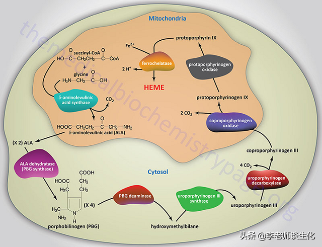氨基酸衍生物代谢（三）