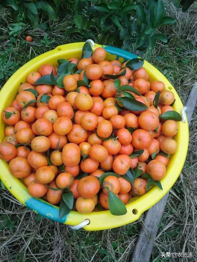 杩?绉嶉挋鑲ュ緢鍘夊锛屼績鏋滃疄鑶ㄥぇ澧炰骇锛屽鑹插鐢溿€佽€愬偍杩愶紝鍟嗗搧鐜囬珮