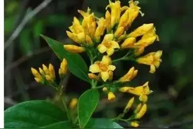 特别提醒：小心这类中药致不孕！图片