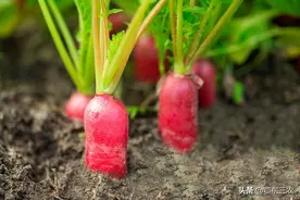 “头伏萝卜二伏菜”，现在入伏了，有5种蔬菜可以抓紧时间赶紧种图片