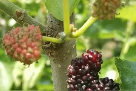 禹州凤阳山鸿翠湾农庄的桑葚：颗粒饱满甜如蜜，目前采摘正当时图片