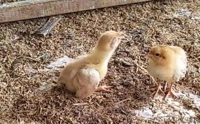 什么是小鸡开口药?怎样选择才正确?