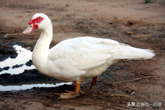 常用动物性蛋白质肉骨粉有哪些？各有何特点？