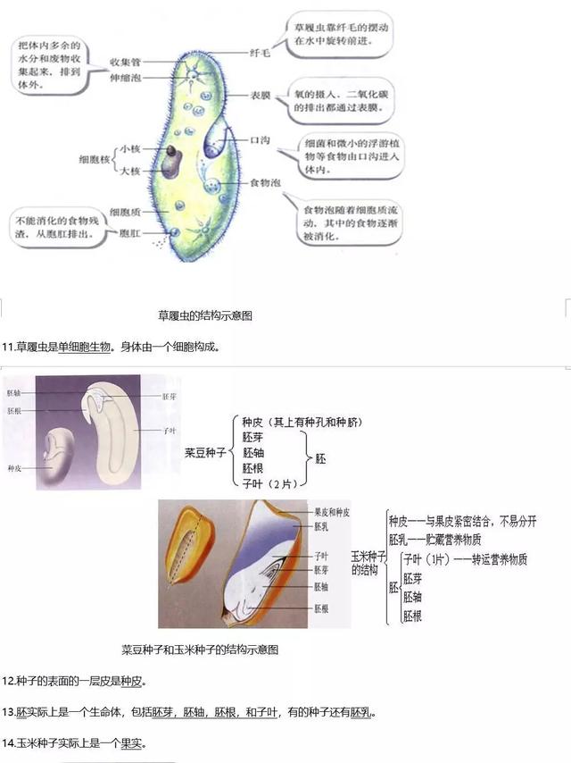 初中生物知识要点汇总，40张生物图和110个知识点，会考备考必背