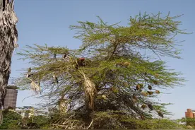 非洲肯尼亚生活工作经历分享-19（对肯尼亚可能存在的误解）图片