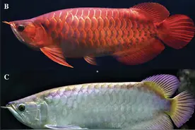 外国丈夫斥巨资买龙鱼，却甩手丢给妻子照料，妻子气急把鱼炸了图片