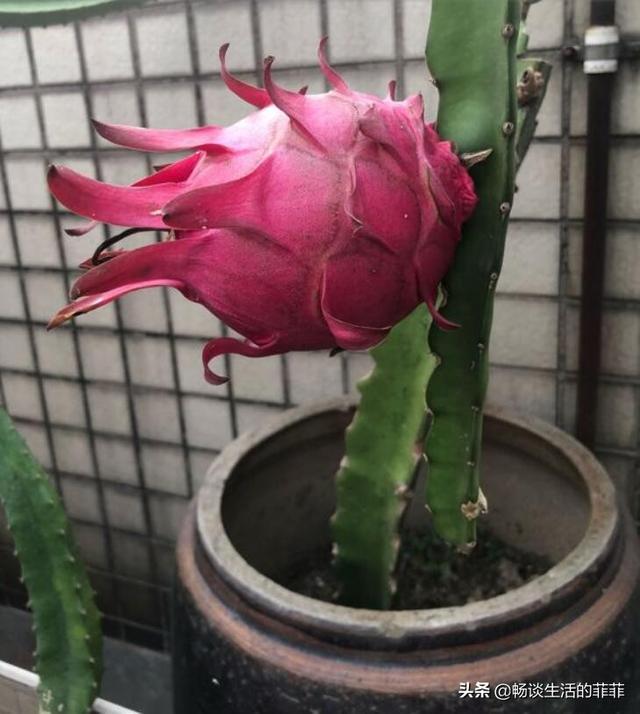 火龙果是可以在家里盆栽的，只要你养得好，一年可以结果11次左右