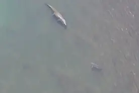 无人机拍摄到一条5米长咸水鳄，准备伏击鲨鱼，鲨鱼吓得转身游走图片