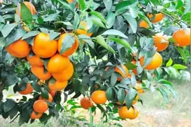 被称之为“杀人橘”的砂糖橘，为啥会有这样的称号？图片