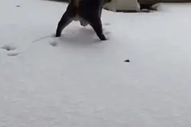 小猫咪突然跳起了踢踏舞，都怪这雪地太烫jio图片