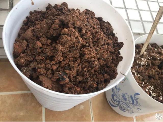 养分含量超高的营养土，自己在家也能做，省下一大笔 买花钱