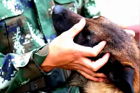 军犬追退伍军人一百多公里到火车站，让退伍军人泪流满面图片