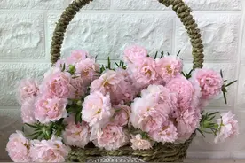 去年开花重瓣的太阳花，为什么今年开花全部成单瓣太阳花了？图片