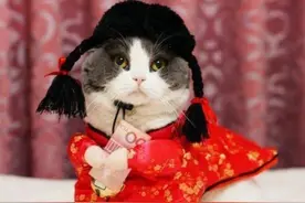 猫咪春节应激反应——春节期间，铲屎官无法忽视的三大问题图片