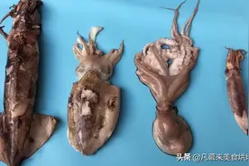 一文读懂鱿鱼、墨鱼、八爪鱼、海兔的区别，4种海鲜的不同吃法图片