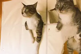 不在家就捣蛋，猫咪不是故意找茬，人家可能只是太想你了图片