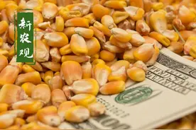 飓风肆虐美国，玉米、大豆再起“风波”！粮价又要涨了？图片