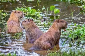 水豚如何在亚马逊雨林中生存？图片
