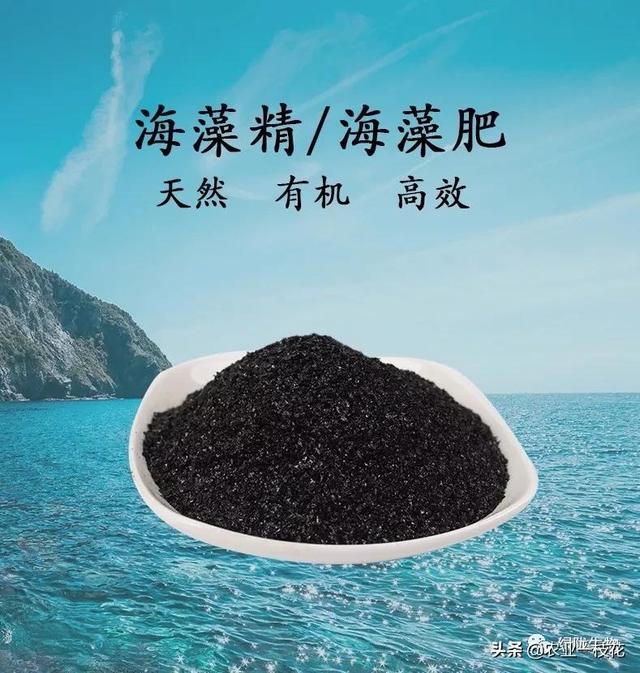 认识一下海藻精