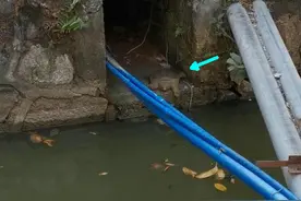 广州生态变好？5斤大甲鱼在城市排水口筑巢，钓鱼人：经常看到它图片