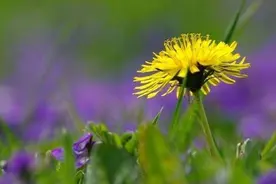 十二星座分别喜欢上什么课？狮子爱数学、射手很任性图片