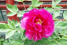 牡丹花儿开，四月富贵来图片
