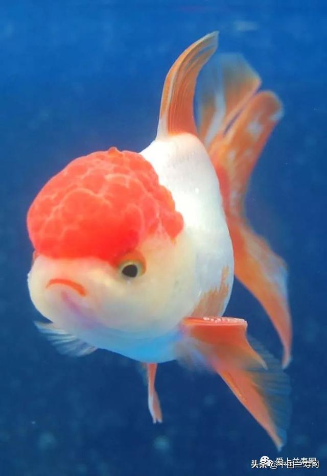 金鱼品种介绍之(狮子头)