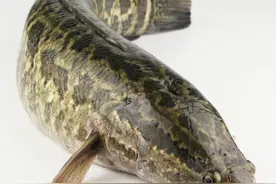 乡下1野鱼，繁殖能力强，黑纹长得像蛇，很少人养殖，咋回事？图片