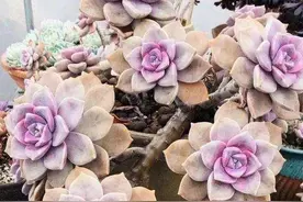 紫乐多肉叶子发软？避开4个"误区"，植株叶片变肥、上色快图片