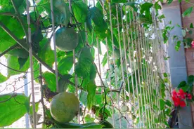 打造阳台“果”园，养棵百香果吧，有个花盆就能种，开花结果多图片