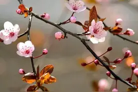 一首古筝《半壶纱》，清心，静心图片