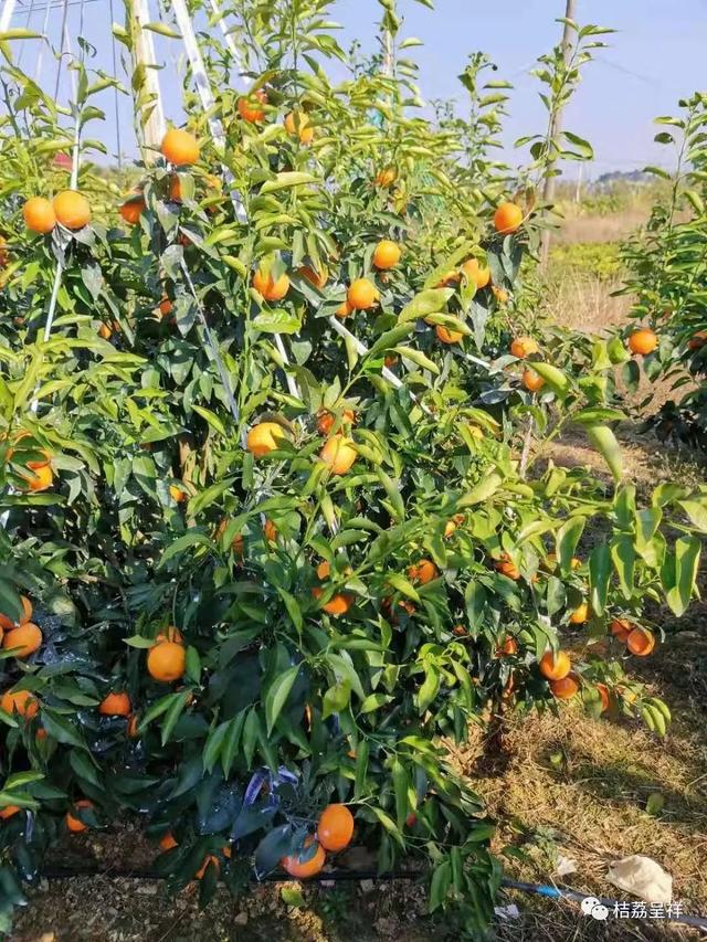 开年就连续寒潮，今年预计虫害较少，病害较多，尤其是沙皮病