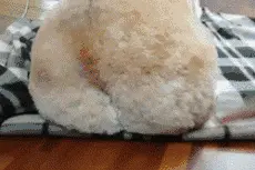 辟谣：柯基天生就没有尾巴吗？图片