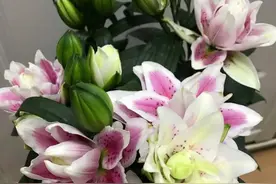 春播百合花，注意做好这5点，百合长势旺，花开艳丽满屋香图片