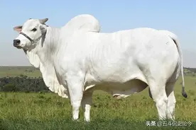 印度的象征动物为什么是虎不是牛？历史有渊源，英国有“功劳”图片