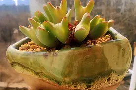 【多肉花器】原创：不是什么花盆都配你的多肉，盆选对了肉变美了图片