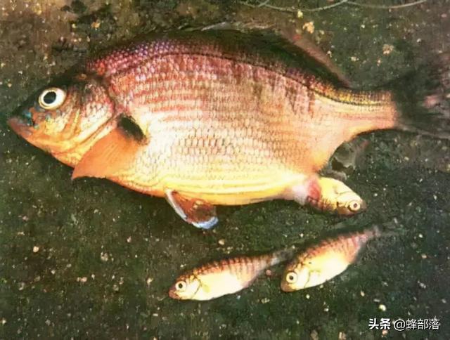 ​遇到蛇拦路是凶兆？蛇为什么要拦路？其实蛇也不愿意，看到让它走