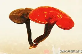 灵芝一年四季都可以吃吗？图片