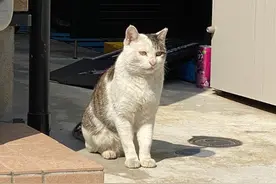 流浪猫妈妈带着受伤的小猫向人类求助，猫妈妈：请你救救我的孩子图片