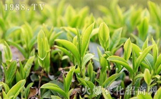 新型肥料鱼蛋白为何如此受欢迎？鱼蛋白肥料究竟有什么作用呢？